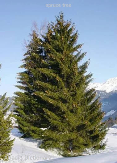 spruce tree